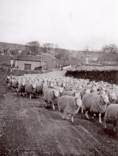 Sheep 1935-6.JPG - Sheep being driven to the railway Cattle Dock at the Almshouse sidings at Long Preston.  For loading to Leeds, Bradford and Sheffield, after the Friday sales at the Auction mart. Picture taken around 1935 or 1936.